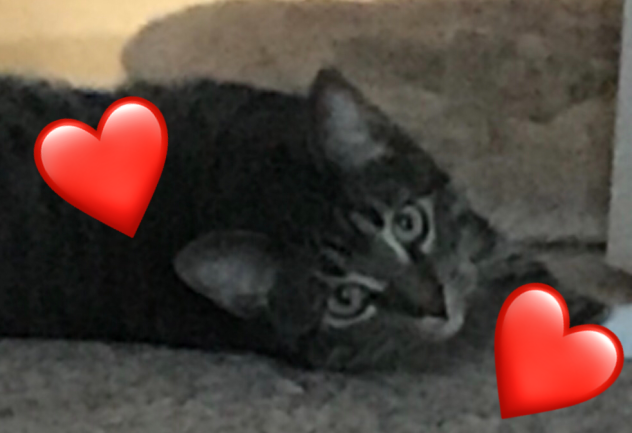 My sweet kitten 🐈‍⬛