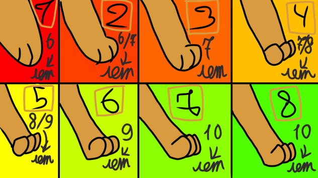 Paws in different styles - ibisPaint