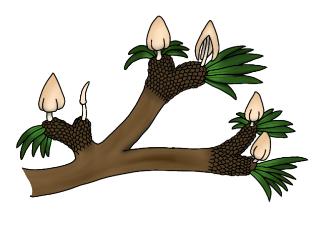 Umaltolepis vachrameevii render