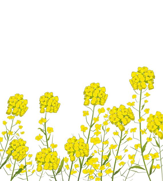 Canola flowers