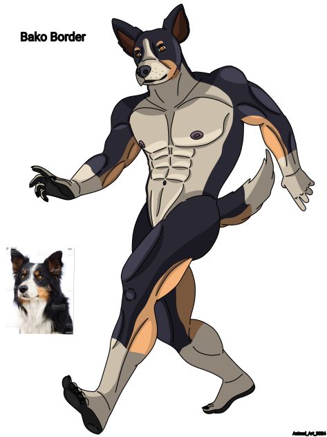 Furry realist Border Collie