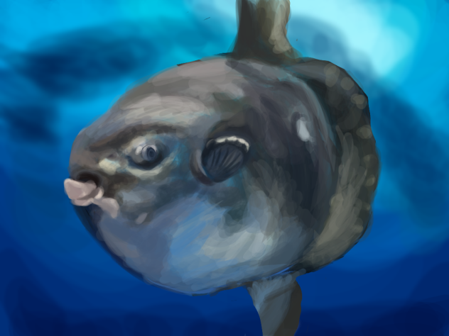 マンボウ　Sunfish