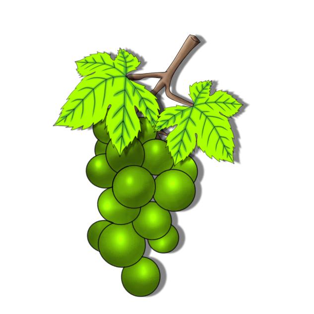 Grape fruit plant Material Green