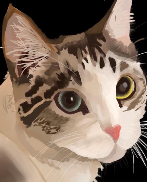 Domestic Cat   Idk abt the breed