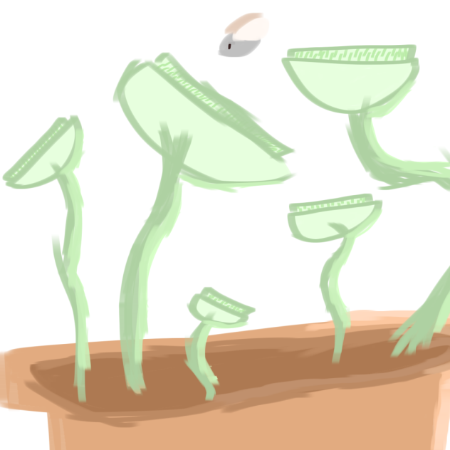 Venus Flytrap