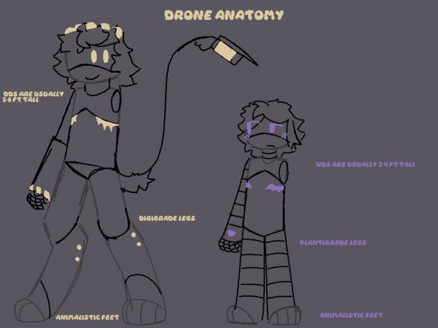 Drone anatomy practice
