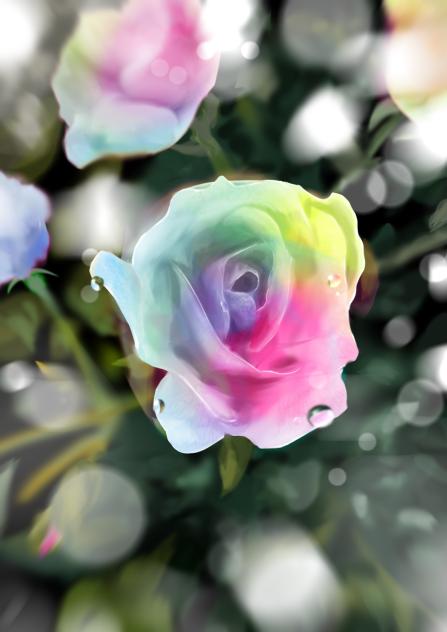 Rose in the rain