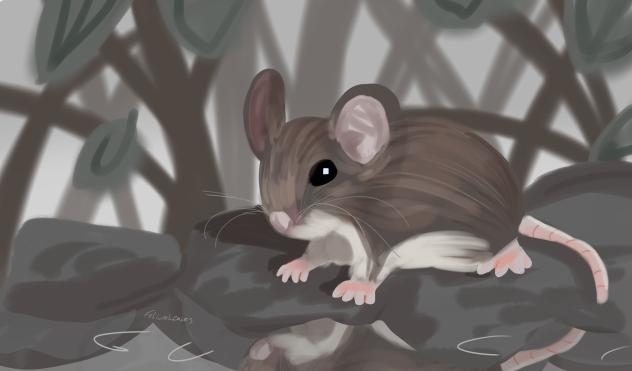 mouse 🐀