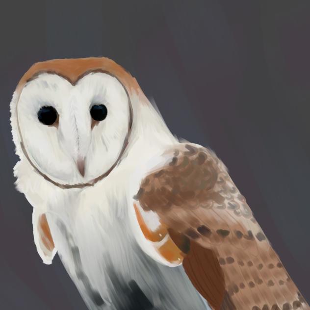 Barn owl