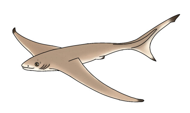 Aquilolamna