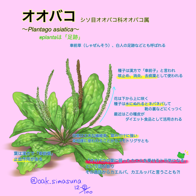 『オオバコ』説明付Ver. トータル100チャレNo.12-②