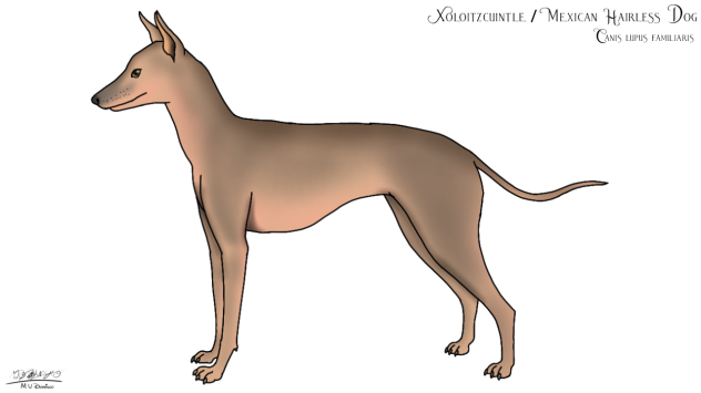 Mexican Hairless Dog