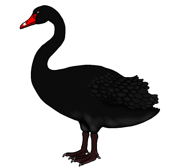 Australian Black Swan render