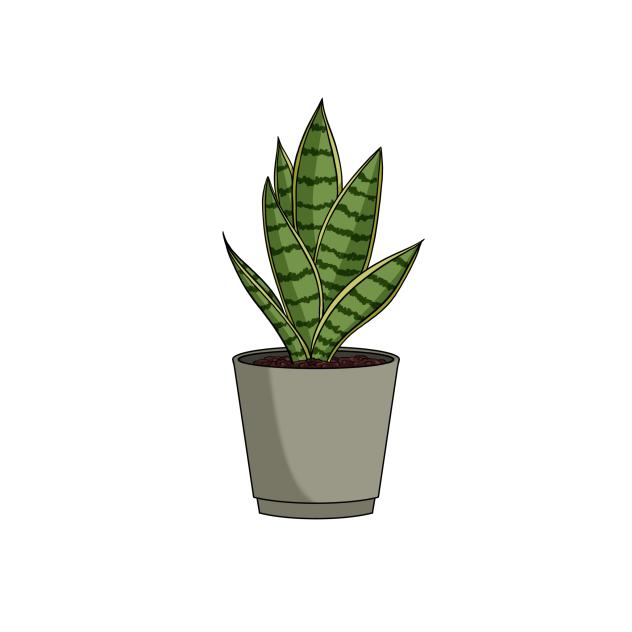 Indoor Plant 2