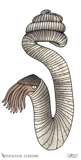 Nostoceras stantoni