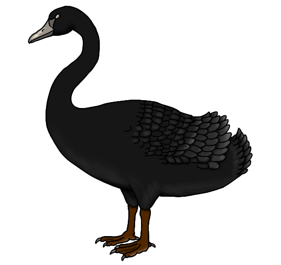 New Zealand Swan render