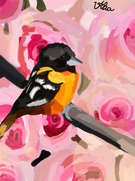 Baltimore oriole bird 🐦