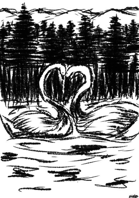 swans in love