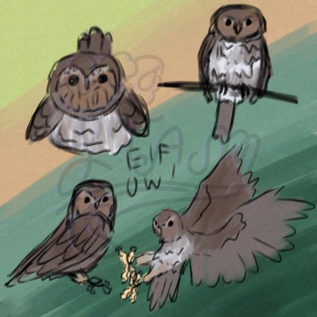 Elf owl