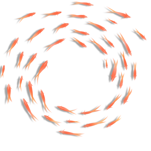 Goldfish 4