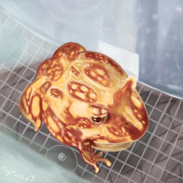PepperTOADni🐸🍕