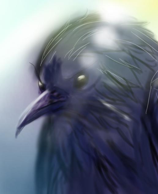 光に照らされるカラス