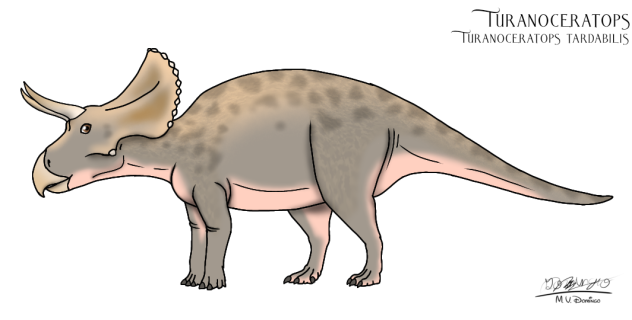 Turanoceratops tardabilis male