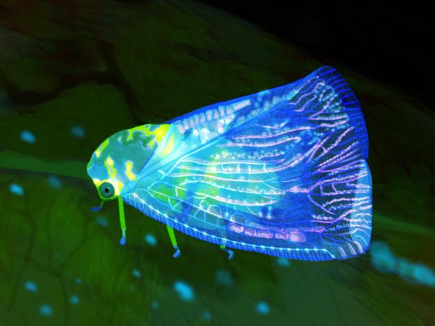 plant hopper
