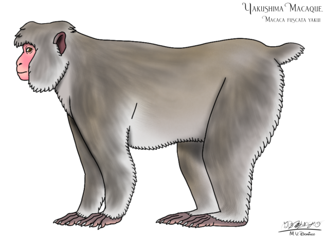 Yakushima Macaque