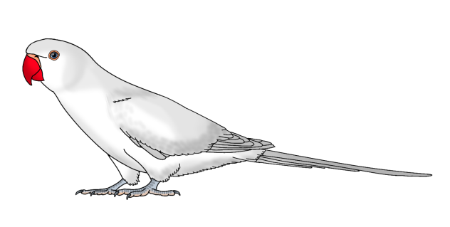 Rose Ringed Parakeet white