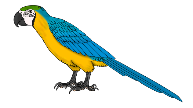 Blue and Yellow Macaw revamped2