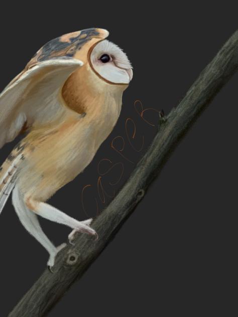 Barn owl