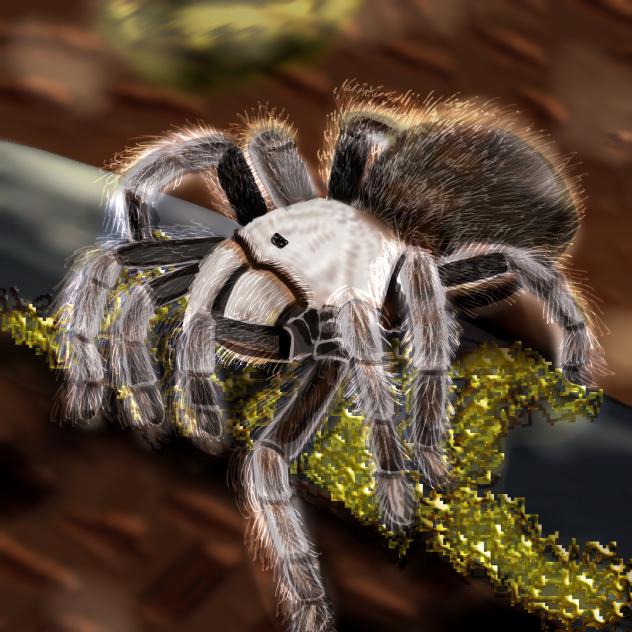 Arizona blonde tarantula 1