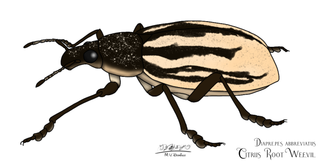 Citrus Root Weevil