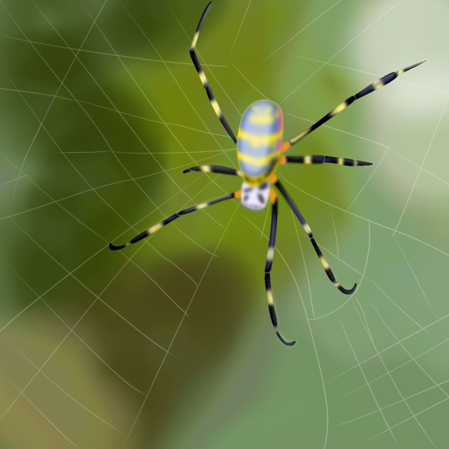 Joro spider