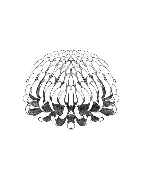 Chrysanthemum #2