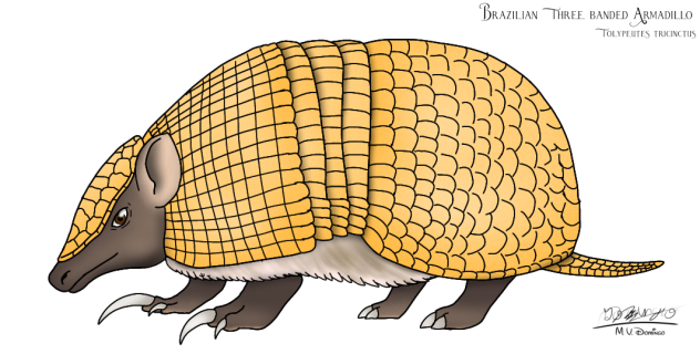 Brazilian three-banded armadillo