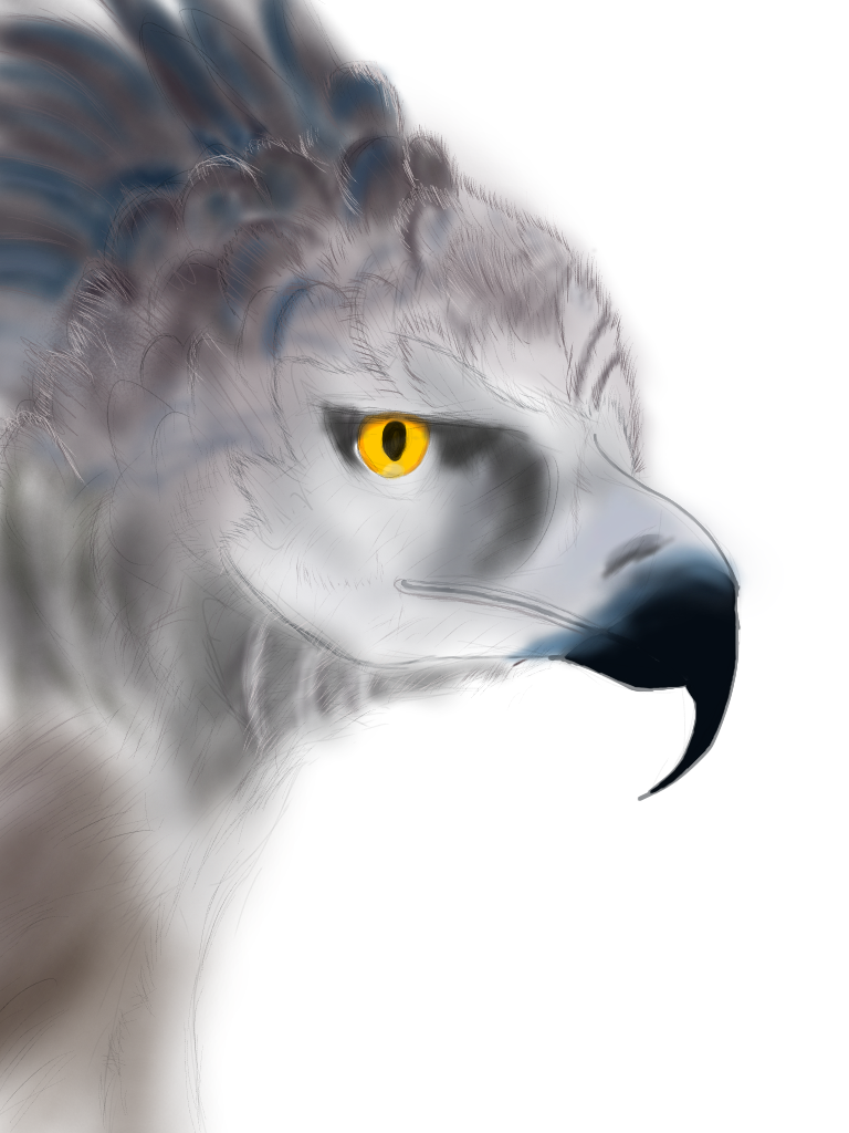 扇鷲 横顔 - ibisPaint