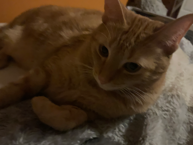 my boy
