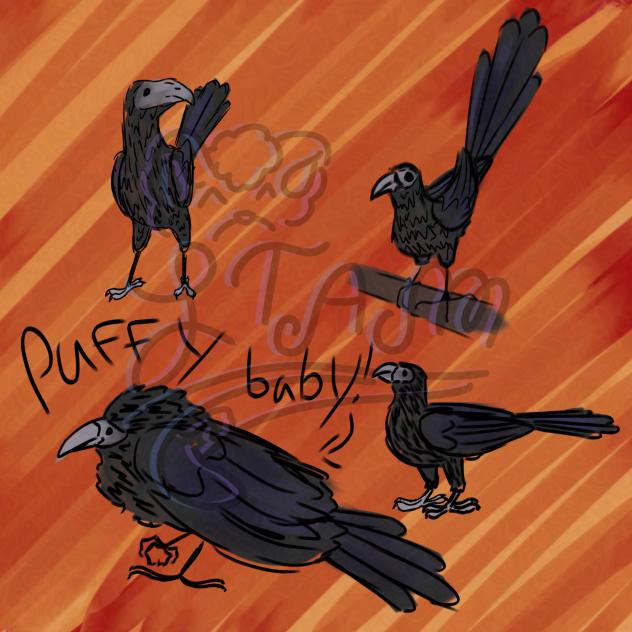Groove-Billed Ani