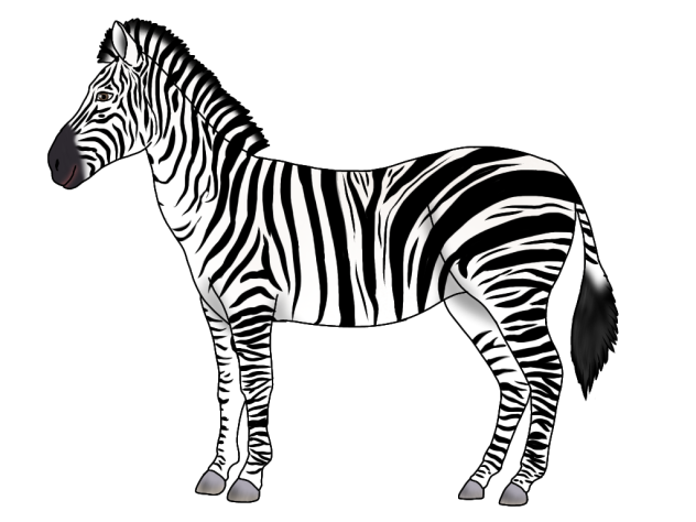 Burchell's Zebra2