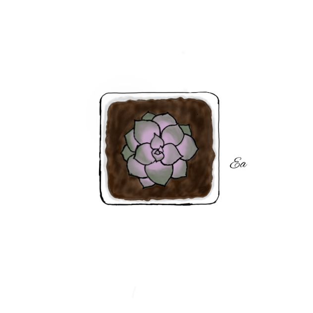 My succulent