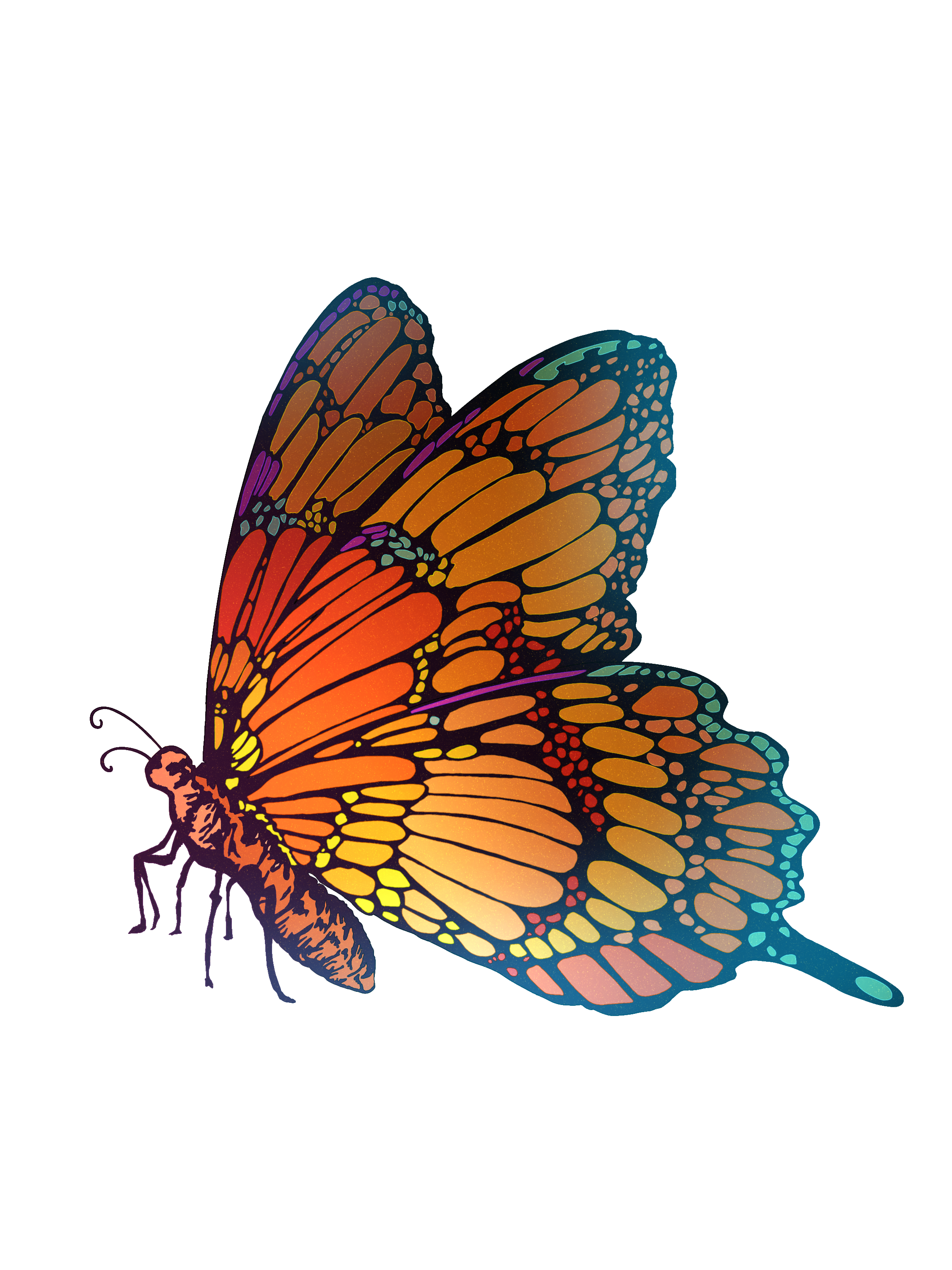 Butterfly - ibisPaint