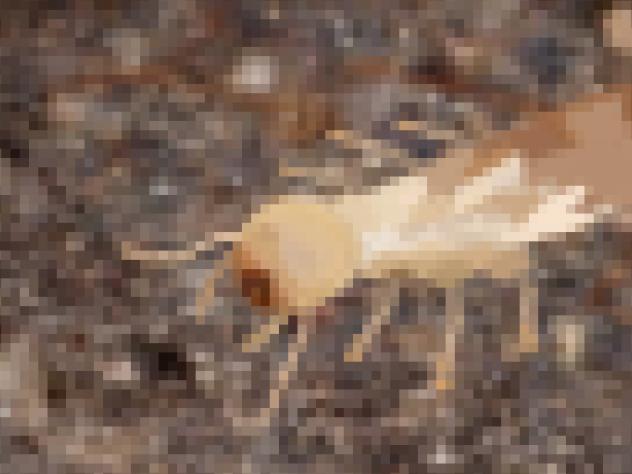 Termite 🐜