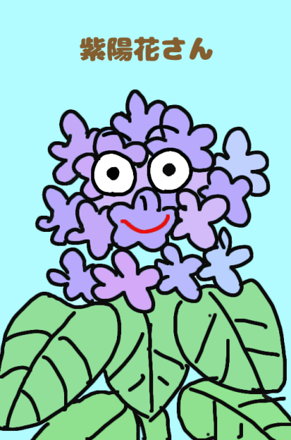 紫陽花さん