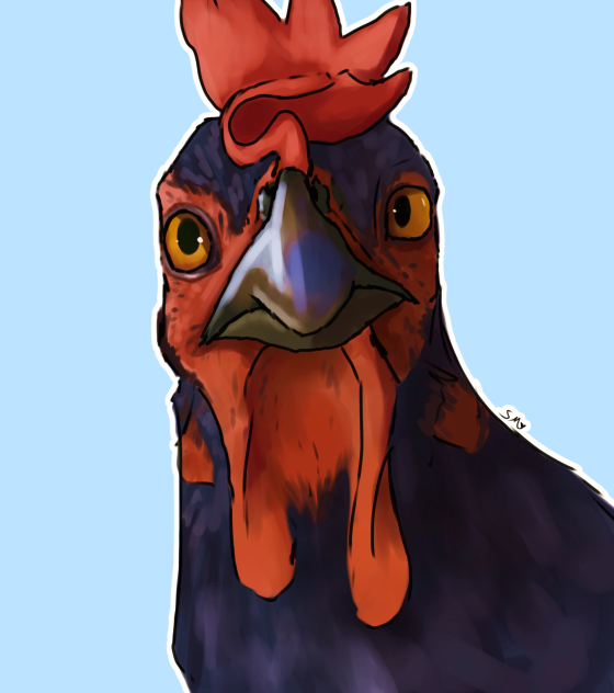 + 🖤 🐔+