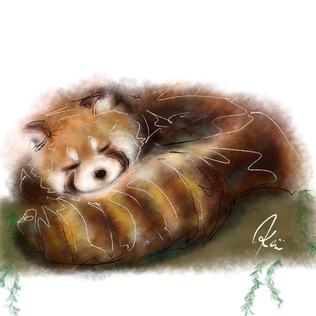 レッサーパンダ　Red Panda