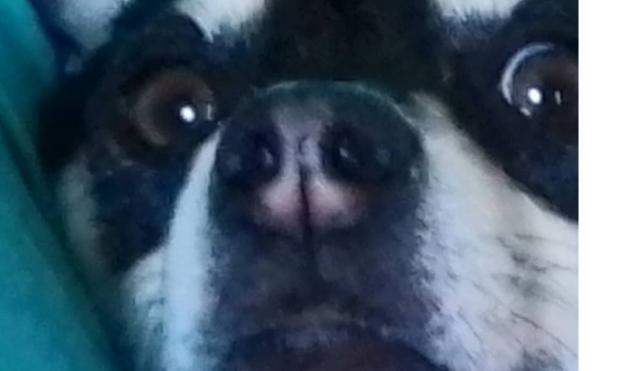 TURN THIS DOG INTO A MEME