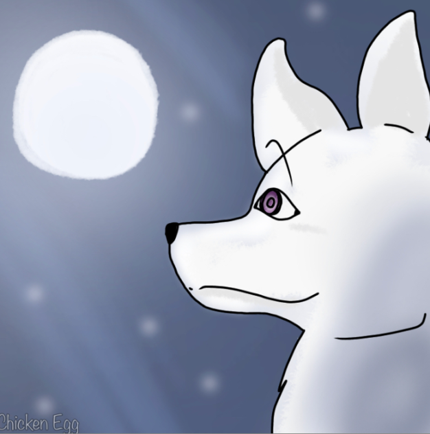 Wolf looking at moon