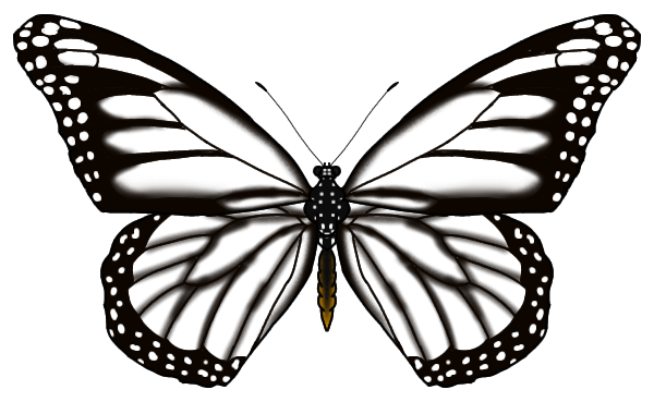 Hawaiian Monarch Butterfly